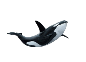 Killer whale PNG-71292